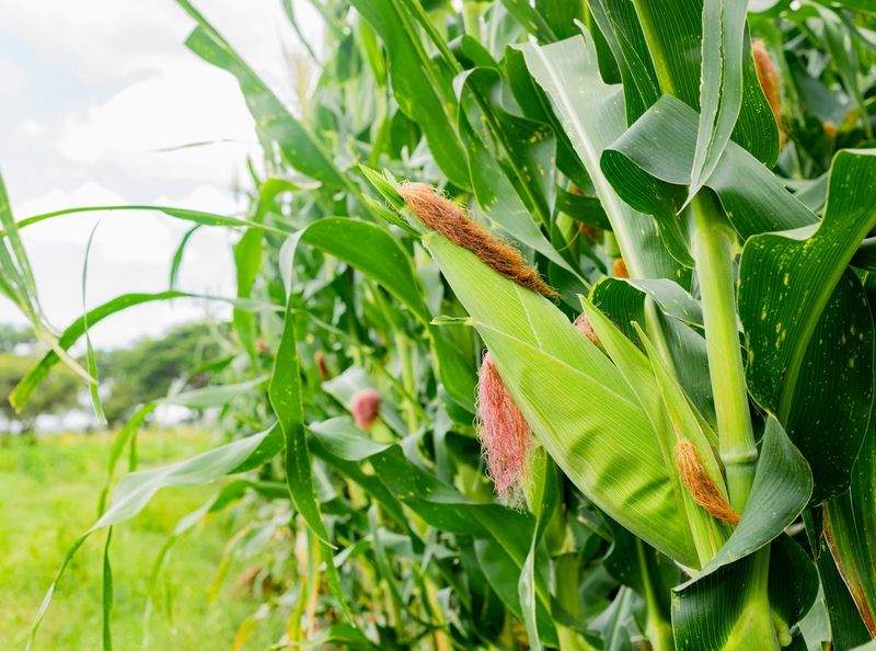 AgroNova Iberia 10